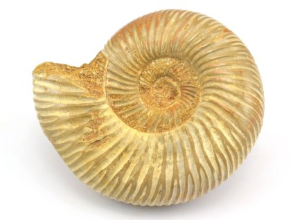 amonit perisphinctes cely 53