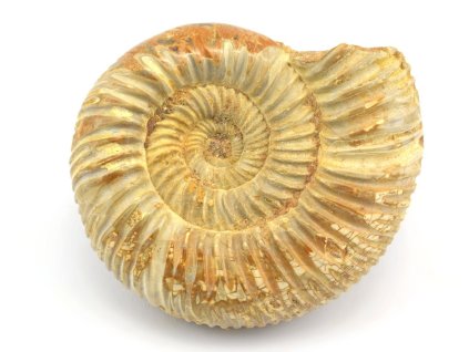 amonit perisphinctes cely 57