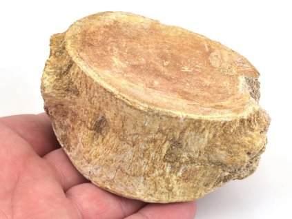 obratel mosasaurus maroko 1e