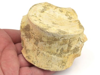 obratel mosasaurus maroko 6