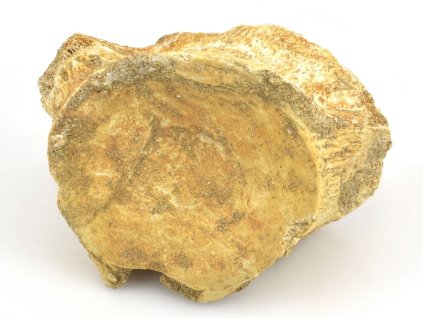 obratel mosasaurus maroko 13
