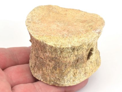 obratel mosasaurus maroko 14