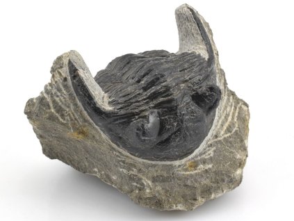 trilobit maroko 39