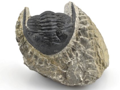 trilobit maroko 41