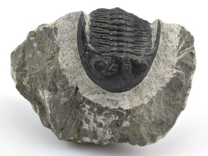 trilobit maroko 42