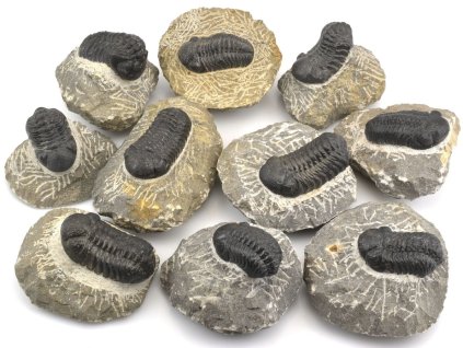 Zkamenělí trilobiti Phacops a Reedops z devonu, pravé fosilie z Maroka.