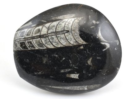 orthoceras maroko 11