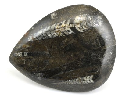 orthoceras maroko 16