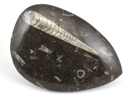 orthoceras maroko 17