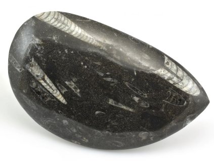 orthoceras maroko 18