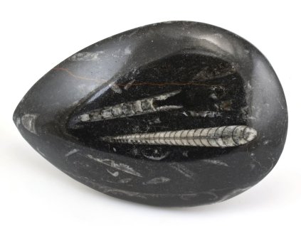 orthoceras maroko 23