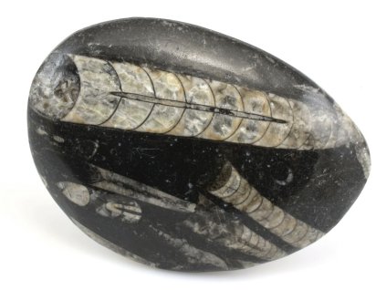 orthoceras maroko 24