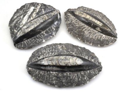 Zkamenělý hlavonožec orthoceras 10–15 cm.