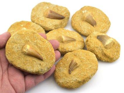 Fosilní zuby mosasaura na hornině aranžované jako původní nálezový stav.