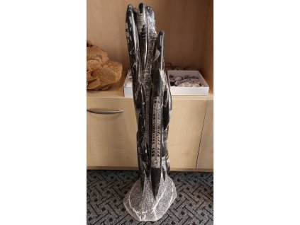 orthoceras vez xxl 2a