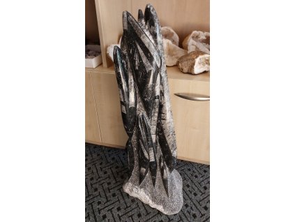 orthoceras vez xxl 3