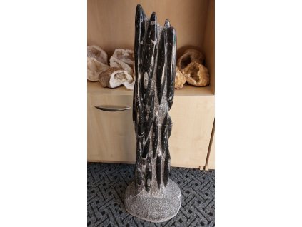 orthoceras vez xxl 4