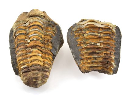 trilobit nodule 1