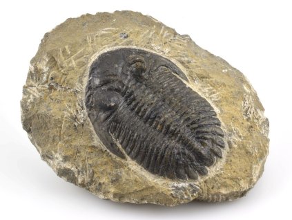 trilobit maroko 2