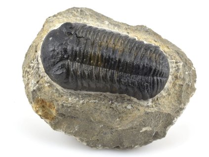 trilobit maroko 5