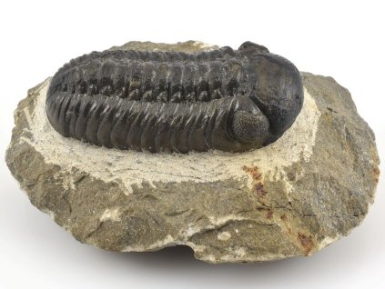 trilobit maroko 21a