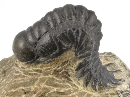 trilobit maroko 81a