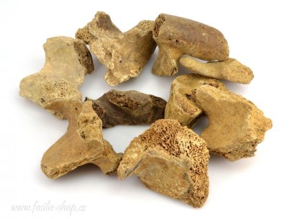 Pravé zkamenělé kosti jeskynního medvěda Ursus spelaeus, fragmenty 4–6 cm.