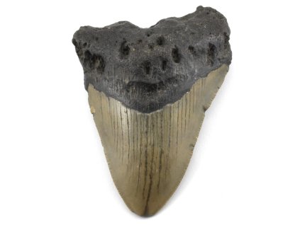 megalodon zub 34