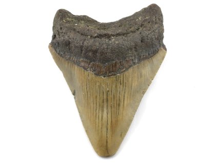 megalodon zub 47