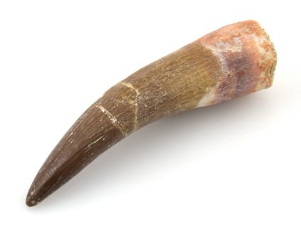 plesiosaurus zub 16a