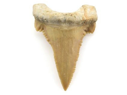 zraloci zub palaeocarcharodon 8