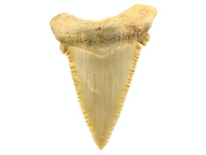 zraloci zub palaeocarcharodon 10