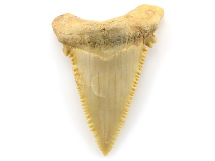 zraloci zub palaeocarcharodon 10