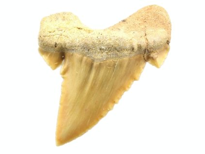 zraloci zub palaeocarcharodon 14