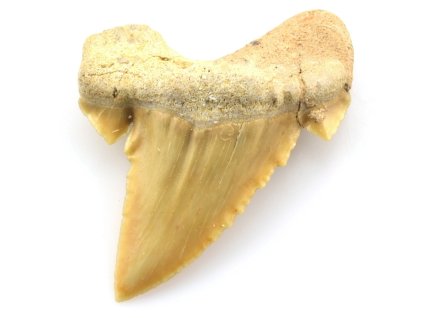 zraloci zub palaeocarcharodon 14