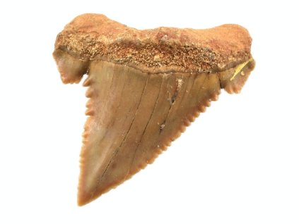 zraloci zub palaeocarcharodon 21