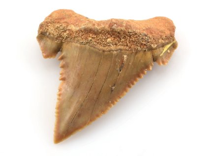 zraloci zub palaeocarcharodon 21