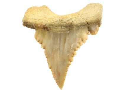 zraloci zub palaeocarcharodon 23