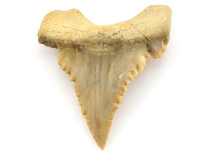 zraloci zub palaeocarcharodon 23