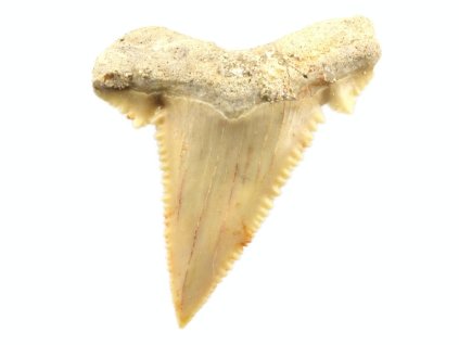 zraloci zub palaeocarcharodon 25