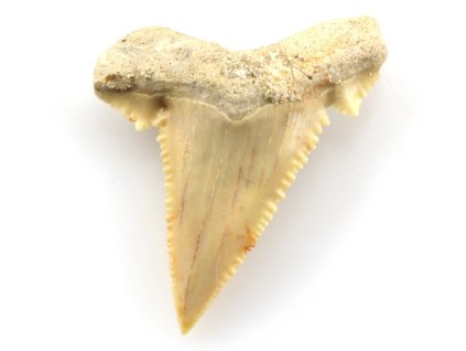 zraloci zub palaeocarcharodon 25