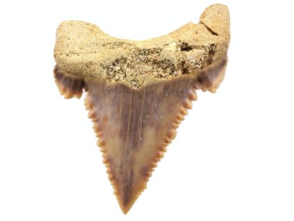 zraloci zub palaeocarcharodon 26