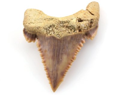 zraloci zub palaeocarcharodon 26