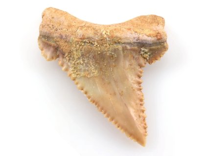zraloci zub palaeocarcharodon 28