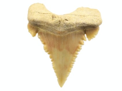 zraloci zub palaeocarcharodon 29