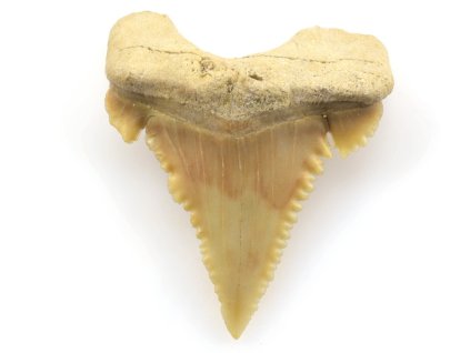 zraloci zub palaeocarcharodon 29