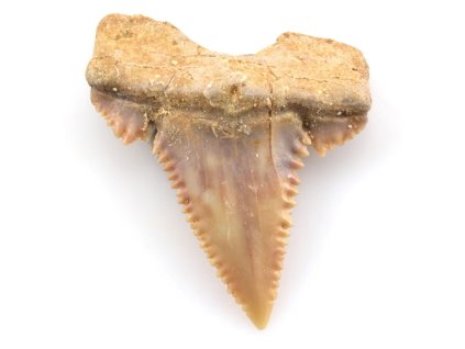 zraloci zub palaeocarcharodon 30