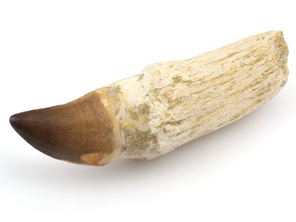 mosasaurus zub koren maroko 9c