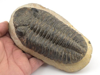 trilobit megalomanicus 3a