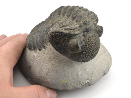trilobit megalomanicus 8
